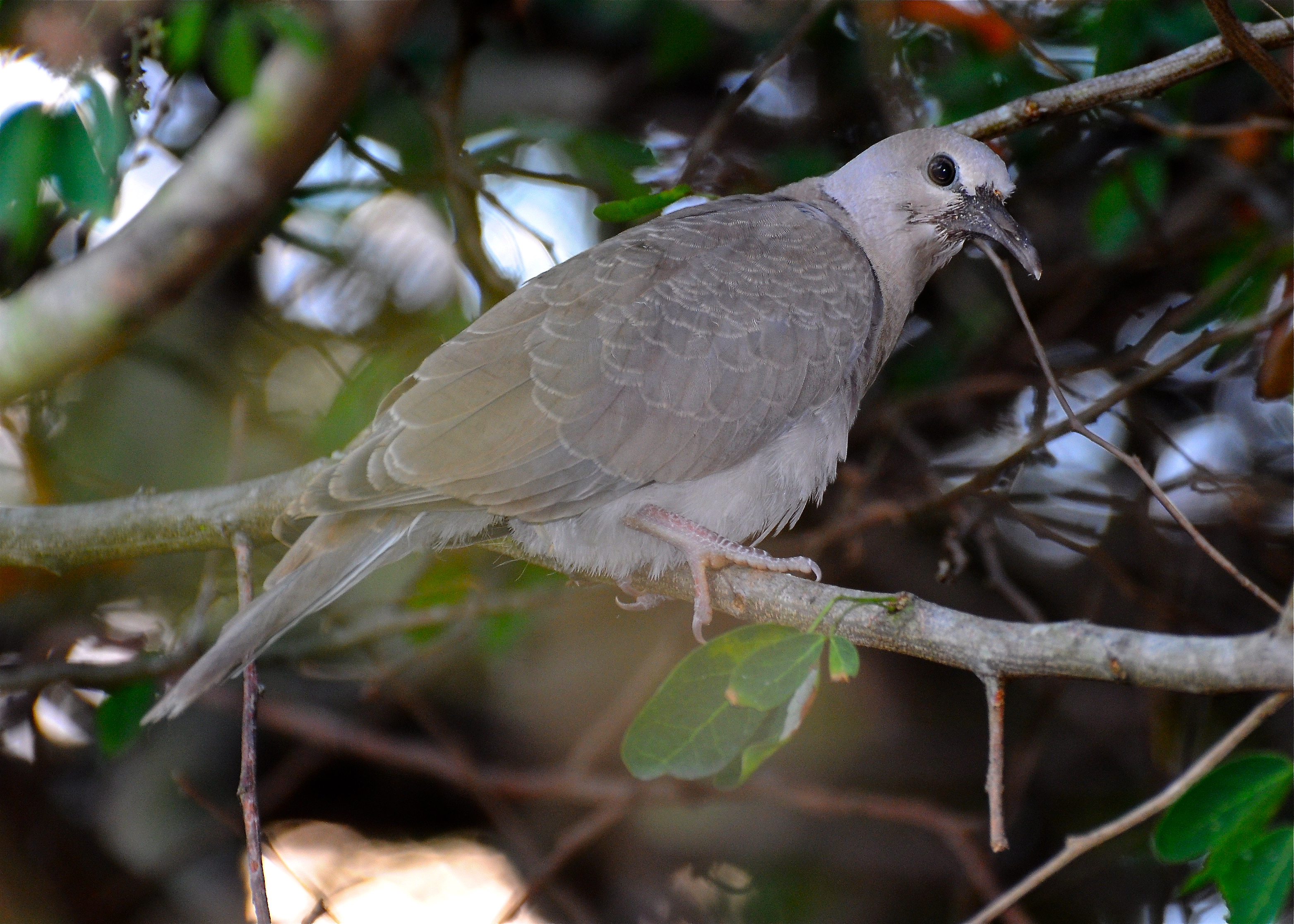 MANGLE HATILLO | Tórtola Collarina