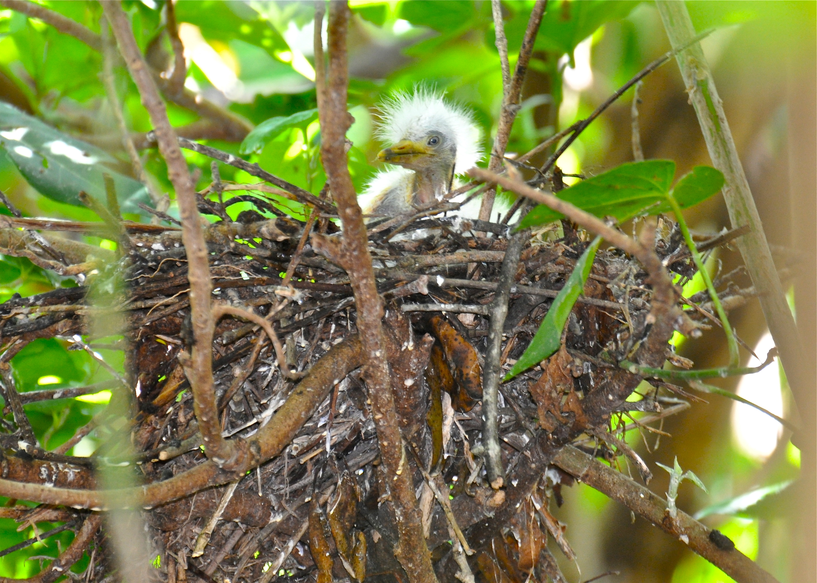 JUVENIL BRUSIS CAMUY | Garza Ganadera