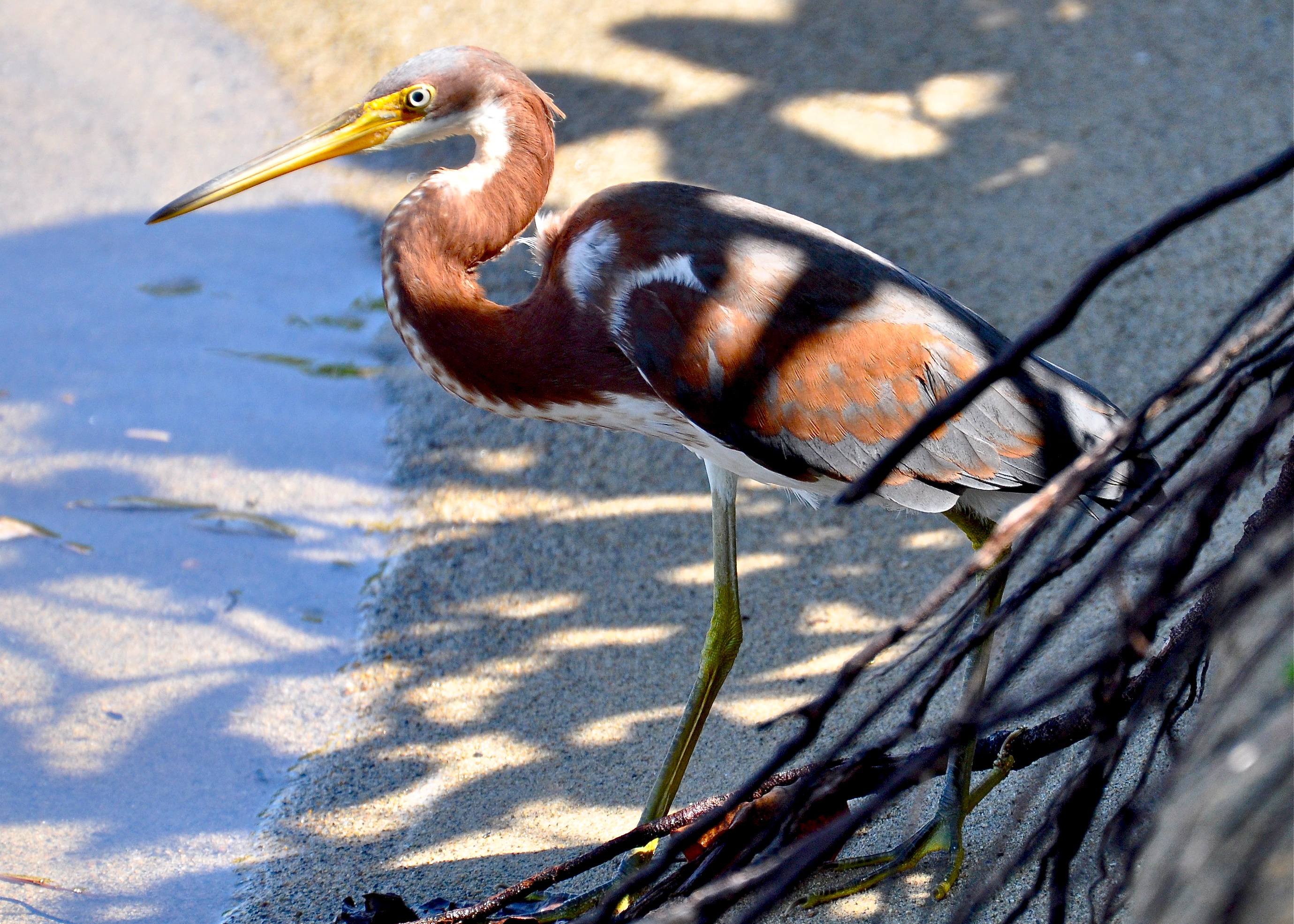 PLAYA DE CAMUY | Garza Pechiblanca