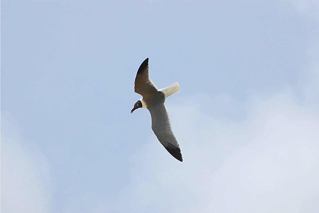 Gaviota en Vieques | Gaviota Gallega