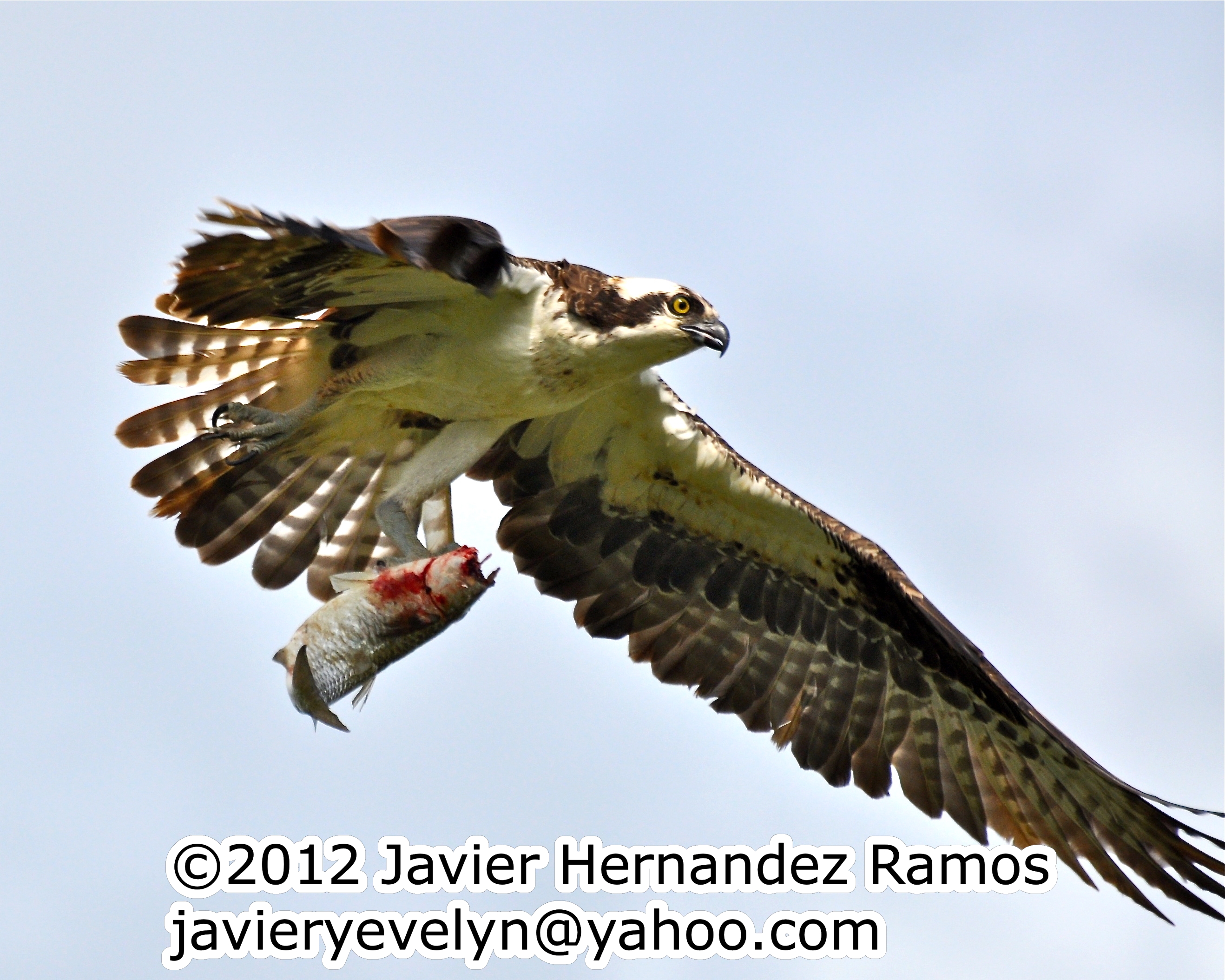 Guajataca-Quebradillas | Águila Pescadora