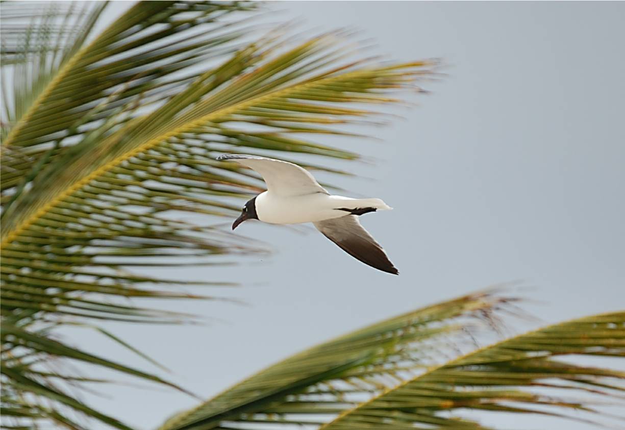 Gaviota en Vieques | Gaviota Gallega