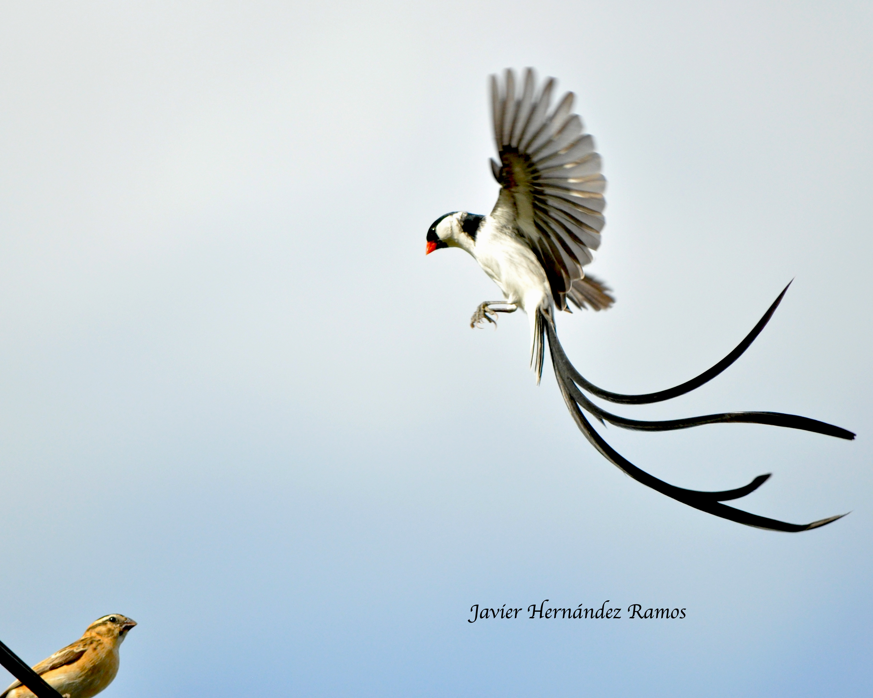Cortejo del macho-Camuy | Viuda Colicinta
