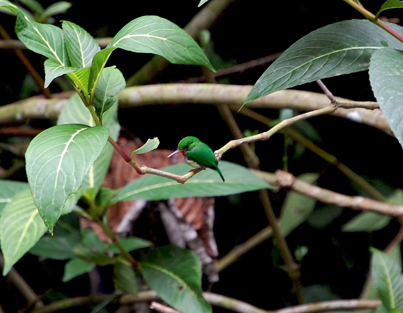 El Yunque | San Pedrito