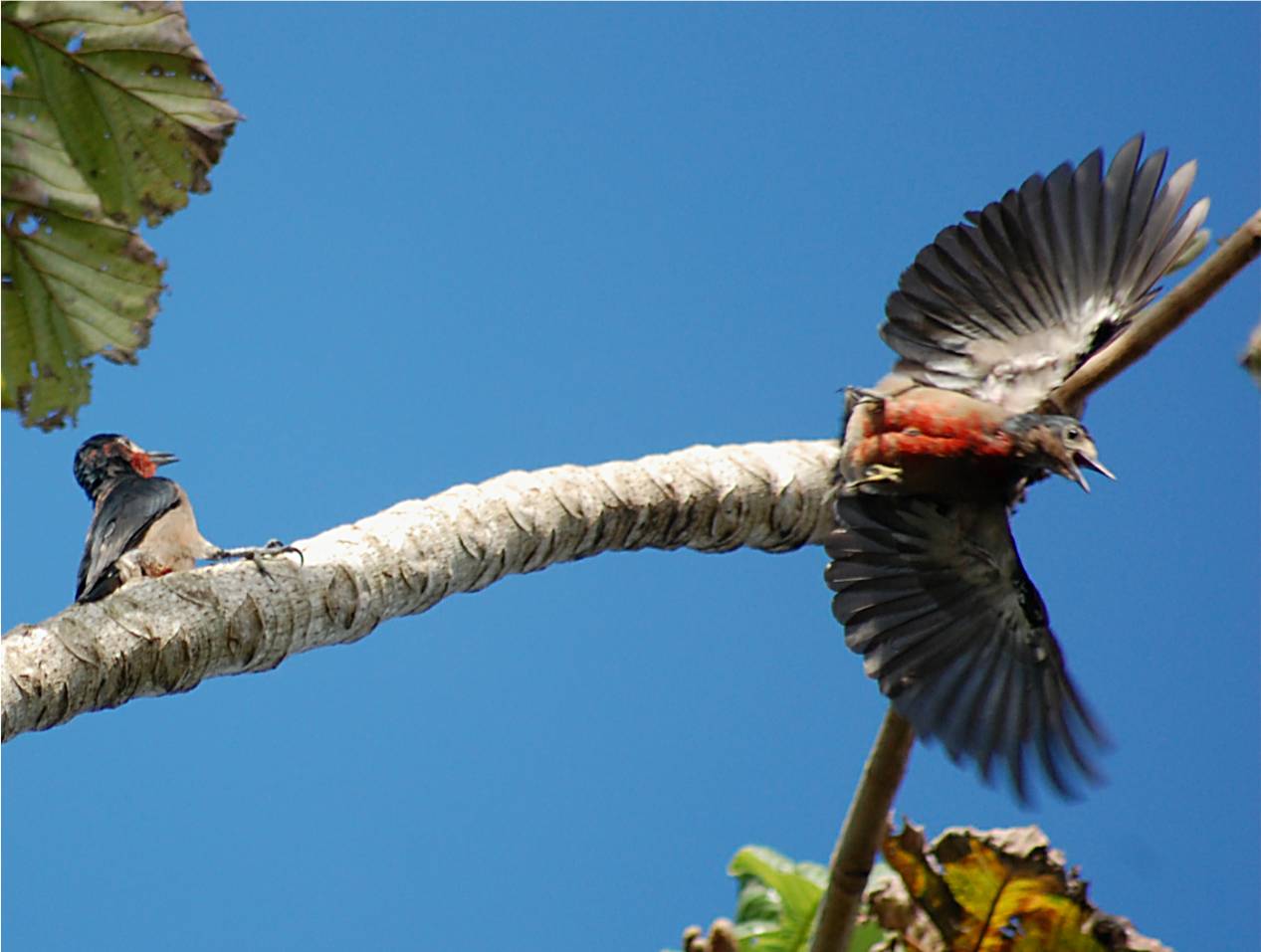 Pareja de Carpinteros Jovenes | Carpintero de Puerto Rico