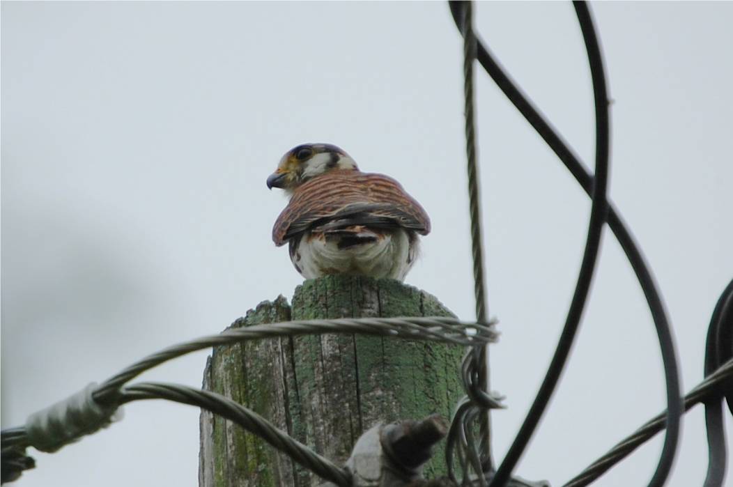 Falcon Comun Joven | Falcón Común