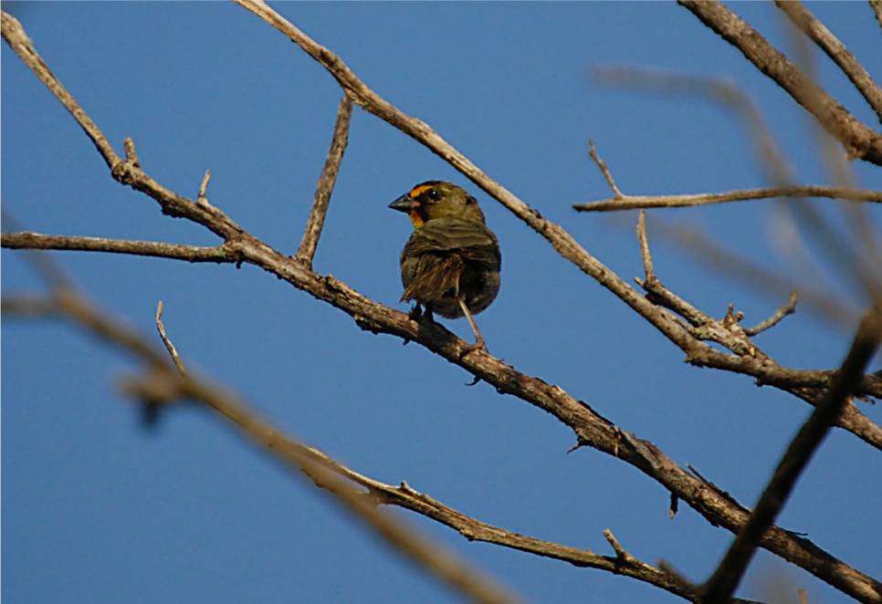 Gorrion joven | Gorrión Barba Amarilla