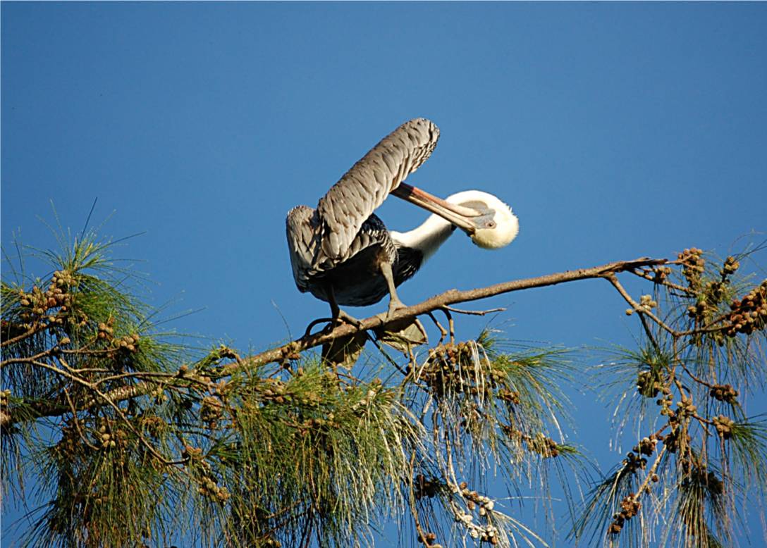 Pelicano en Hatillo | Pelícano Pardo