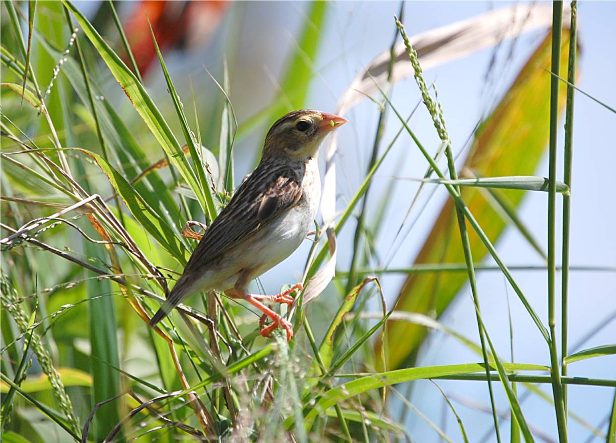Favor de Clasificarlo | Viuda Colicinta