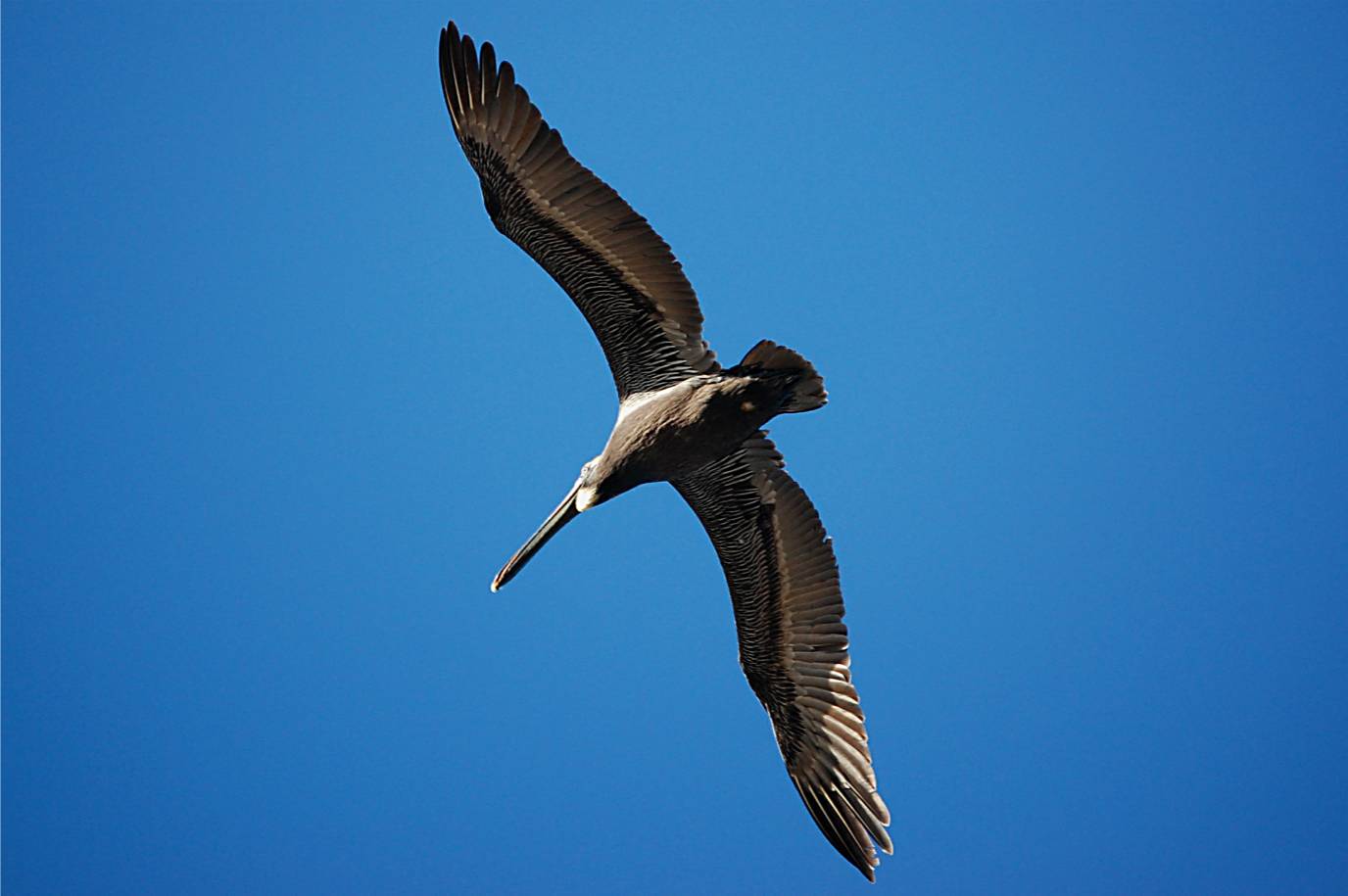 Pelicano listo a pescar una Sardina | Pelícano Pardo