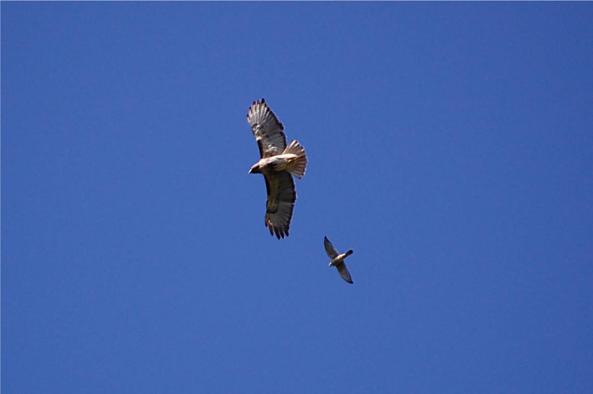 Guaraguao atacado por Pitirre | Guaraguao Colirrojo