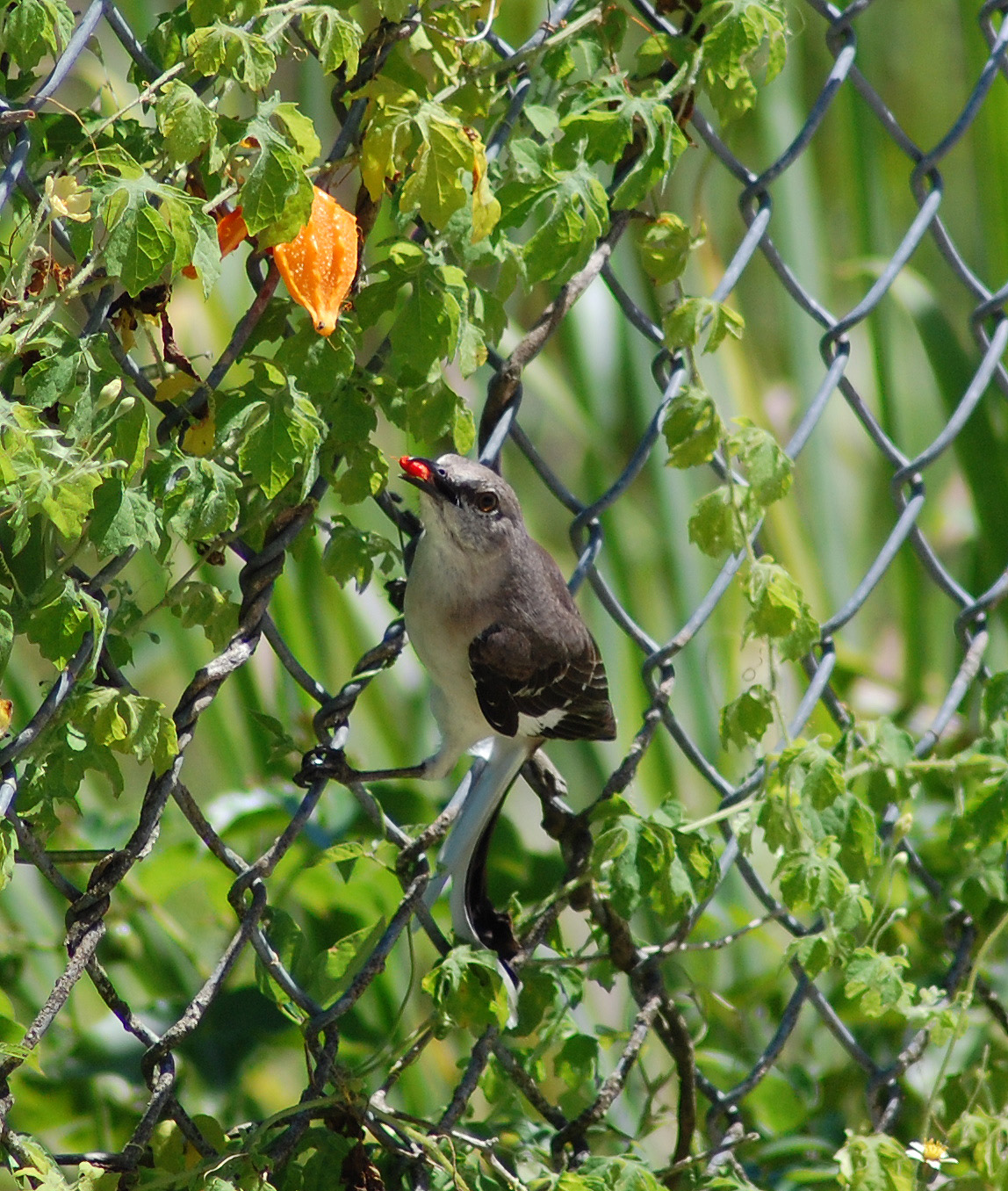 Ruiseñor comiendo cundiamor | Ruiseñor