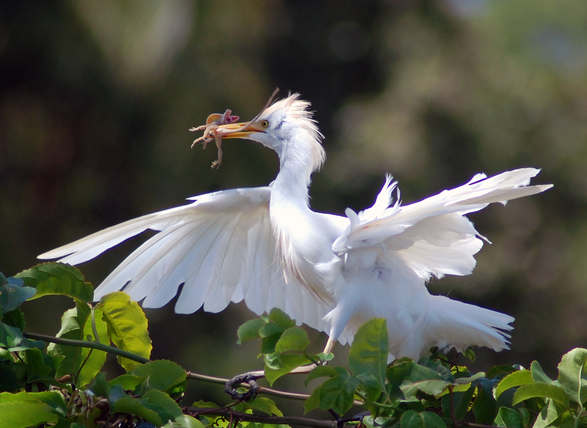 Garza comiendose un lagartijo | Garza Ganadera