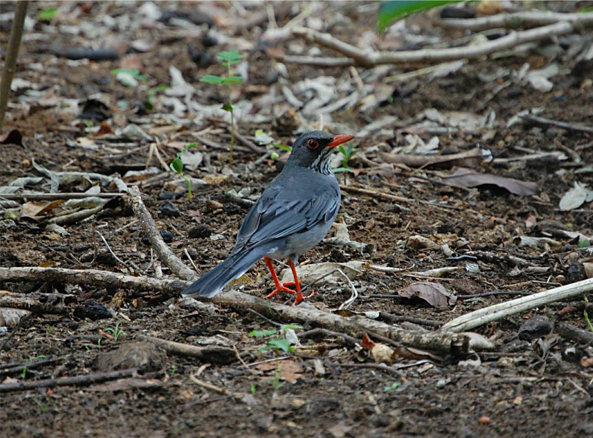 Zorzal Patirrojo Joven en Camuy | Zorzal Patirrojo