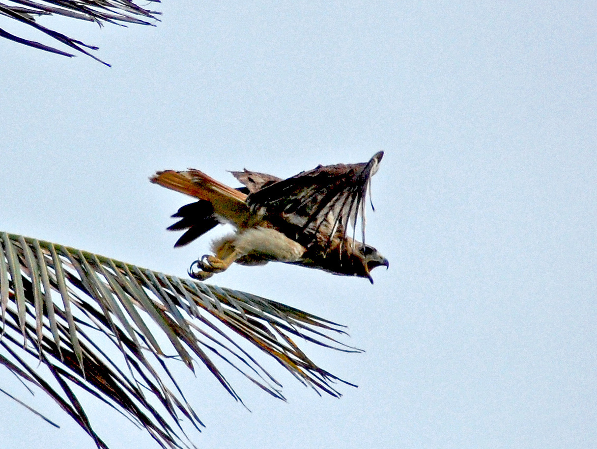 Actitud de ataque al acercarme a su nido 1/2 | Guaraguao Colirrojo