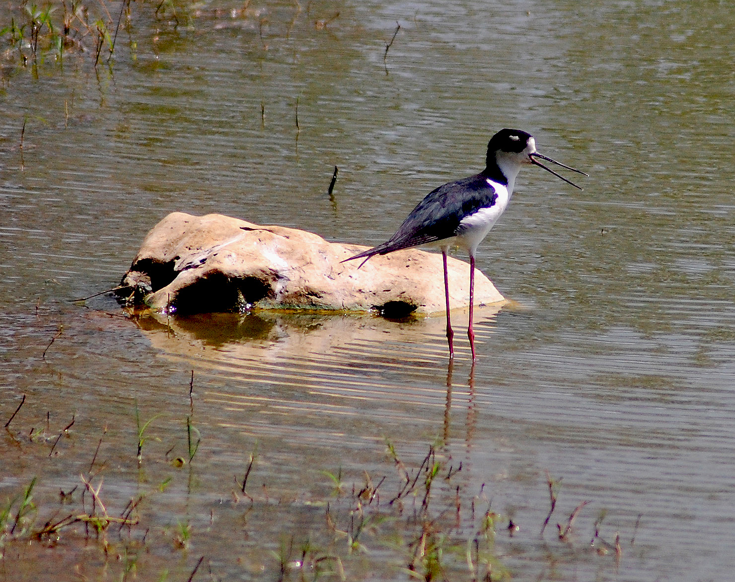 Viuda en Charca de Hatillo | Viuda