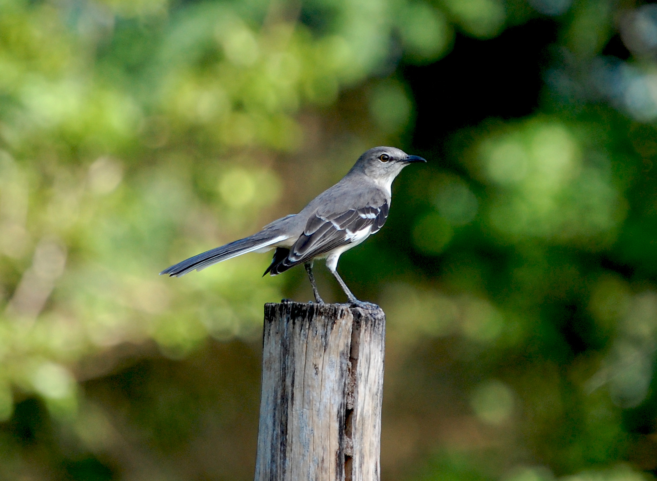 Ruiseñor Joven en Hatillo | Ruiseñor