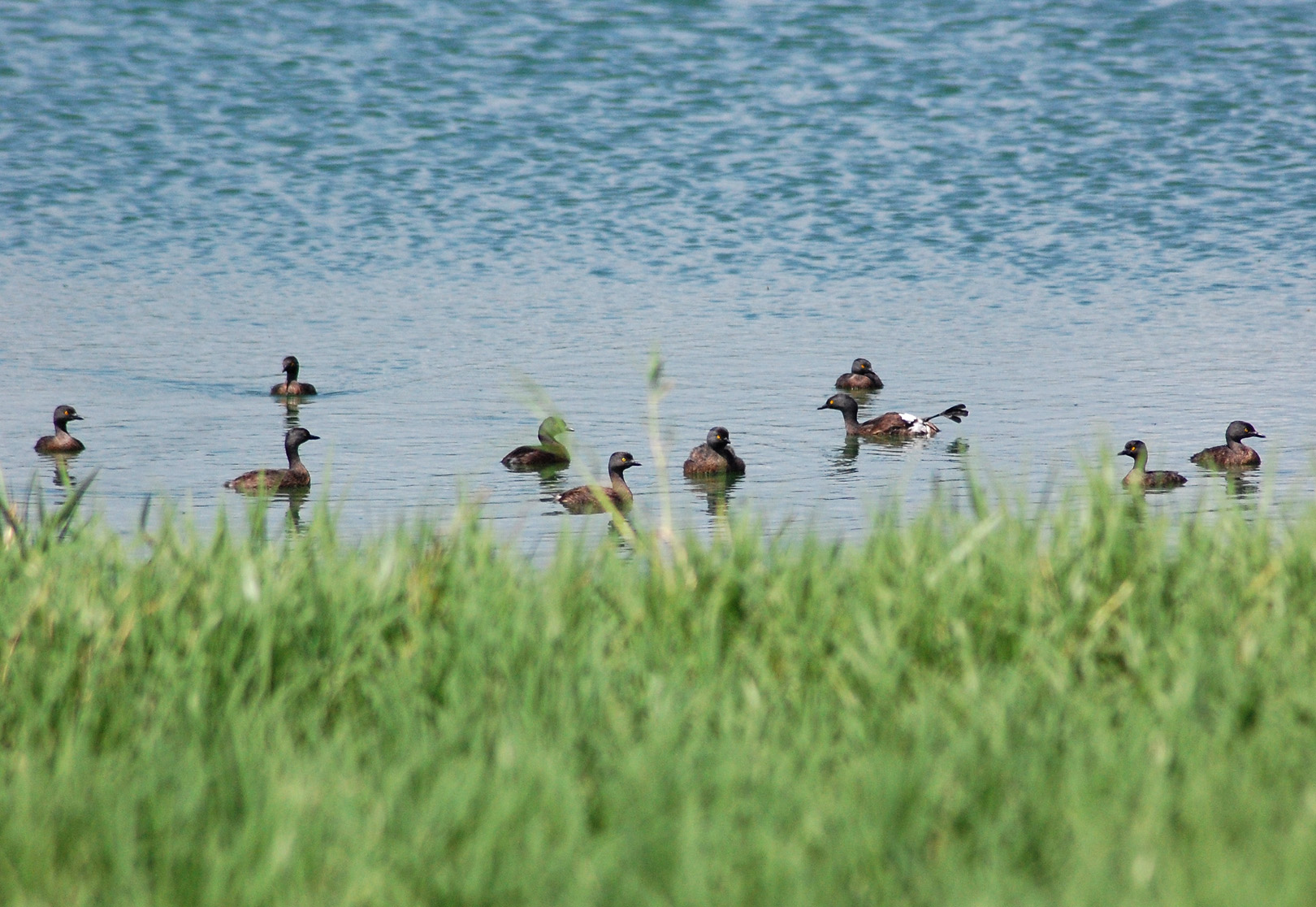 Charca en Camuy | Tigua
