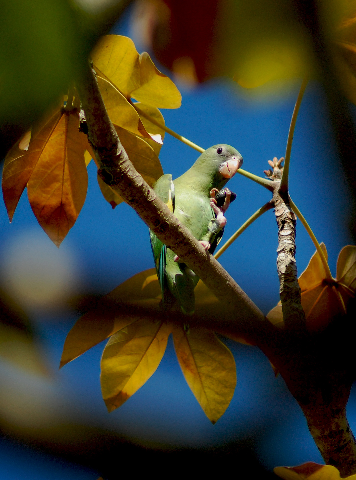PARQUE LMR SAN JUAN | Periquito Aliblanco