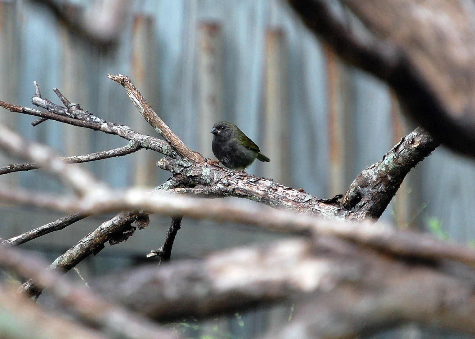 Gorrion Negro Juvemil | Gorrión Negro