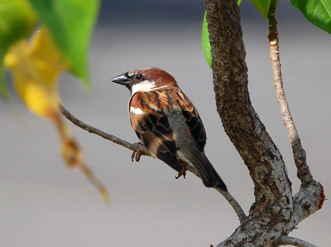 Playa de Loiza | Gorrión Doméstico
