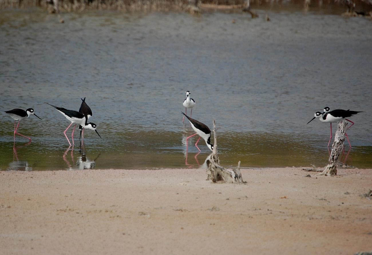 Salinas de Cabo Rojo | Viuda