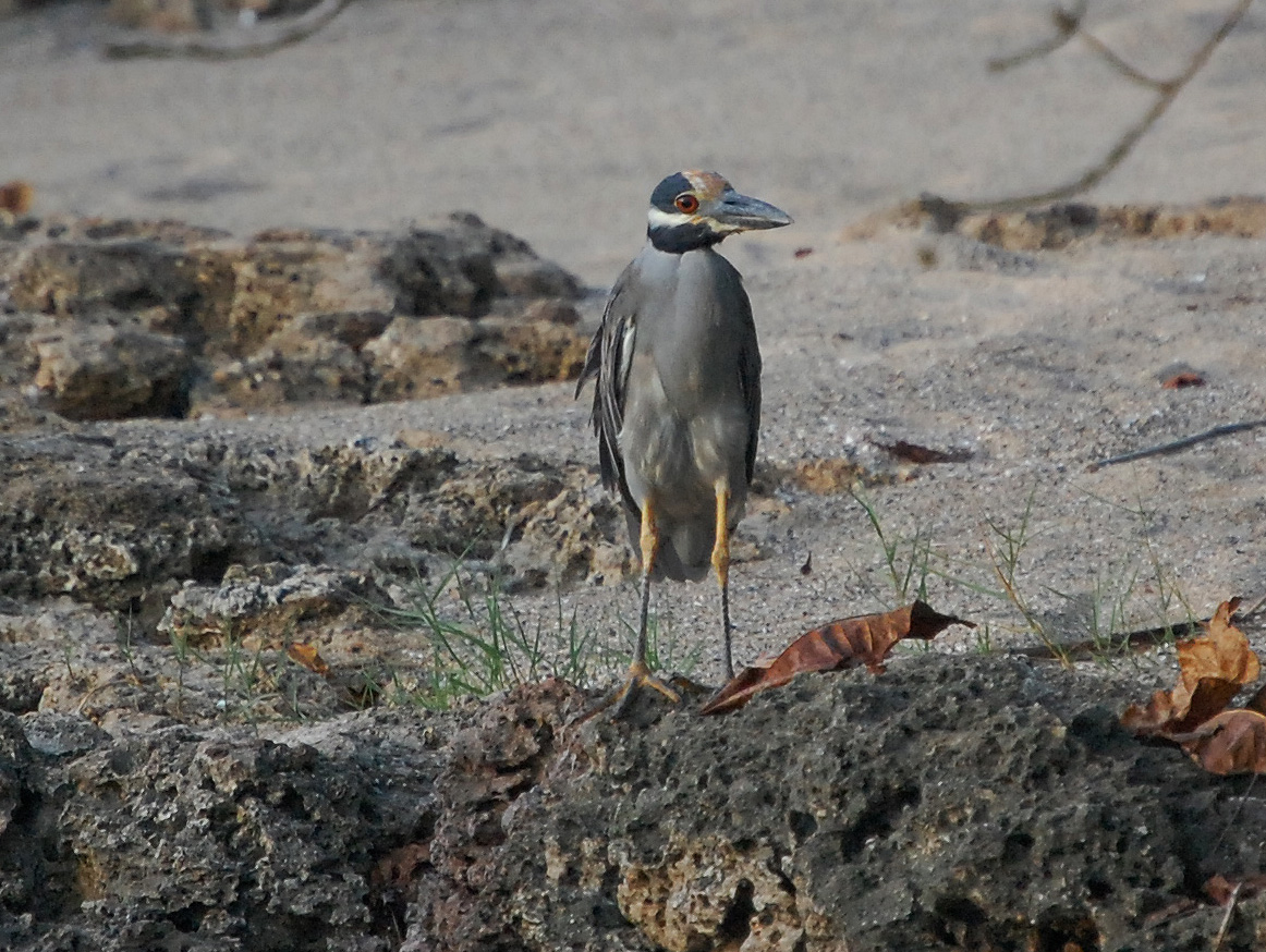 Playa Hatillo | Yaboa Común