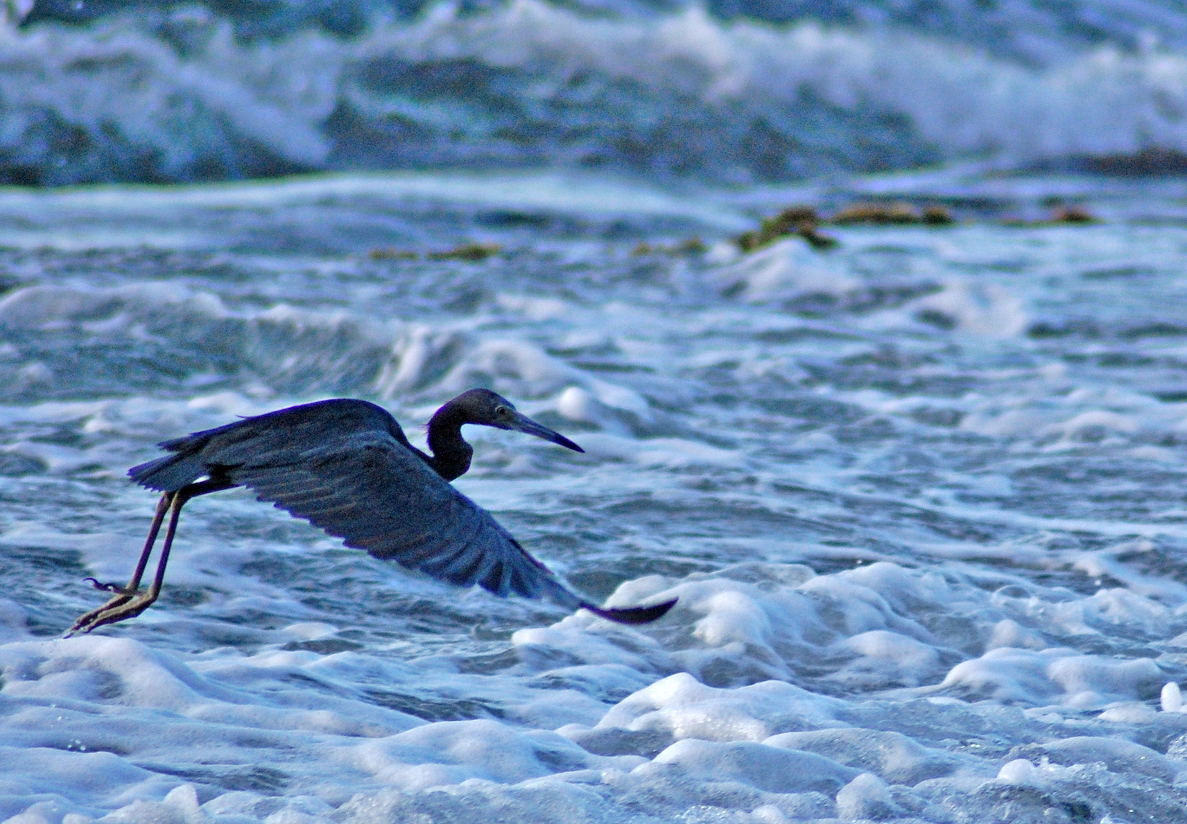Hatillo | Garza Azul