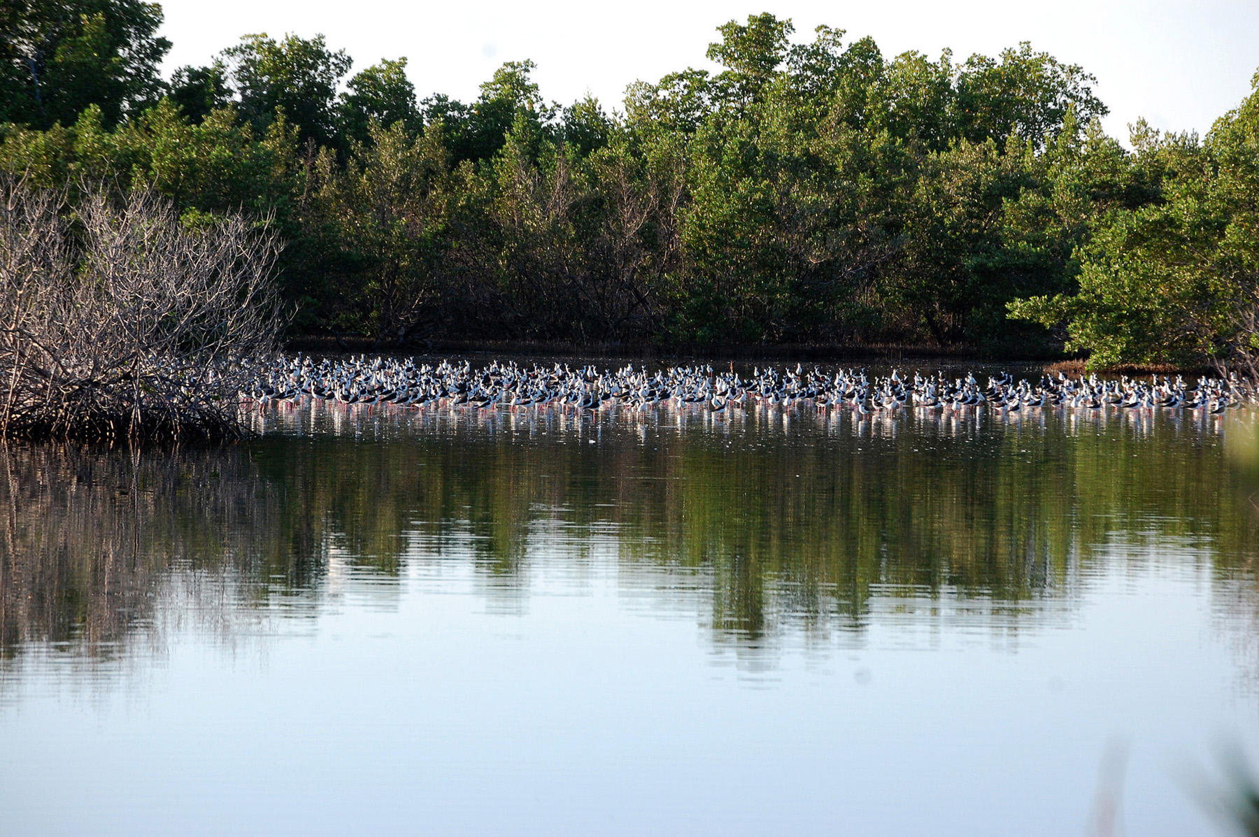 Cientos de Viudas | Viuda