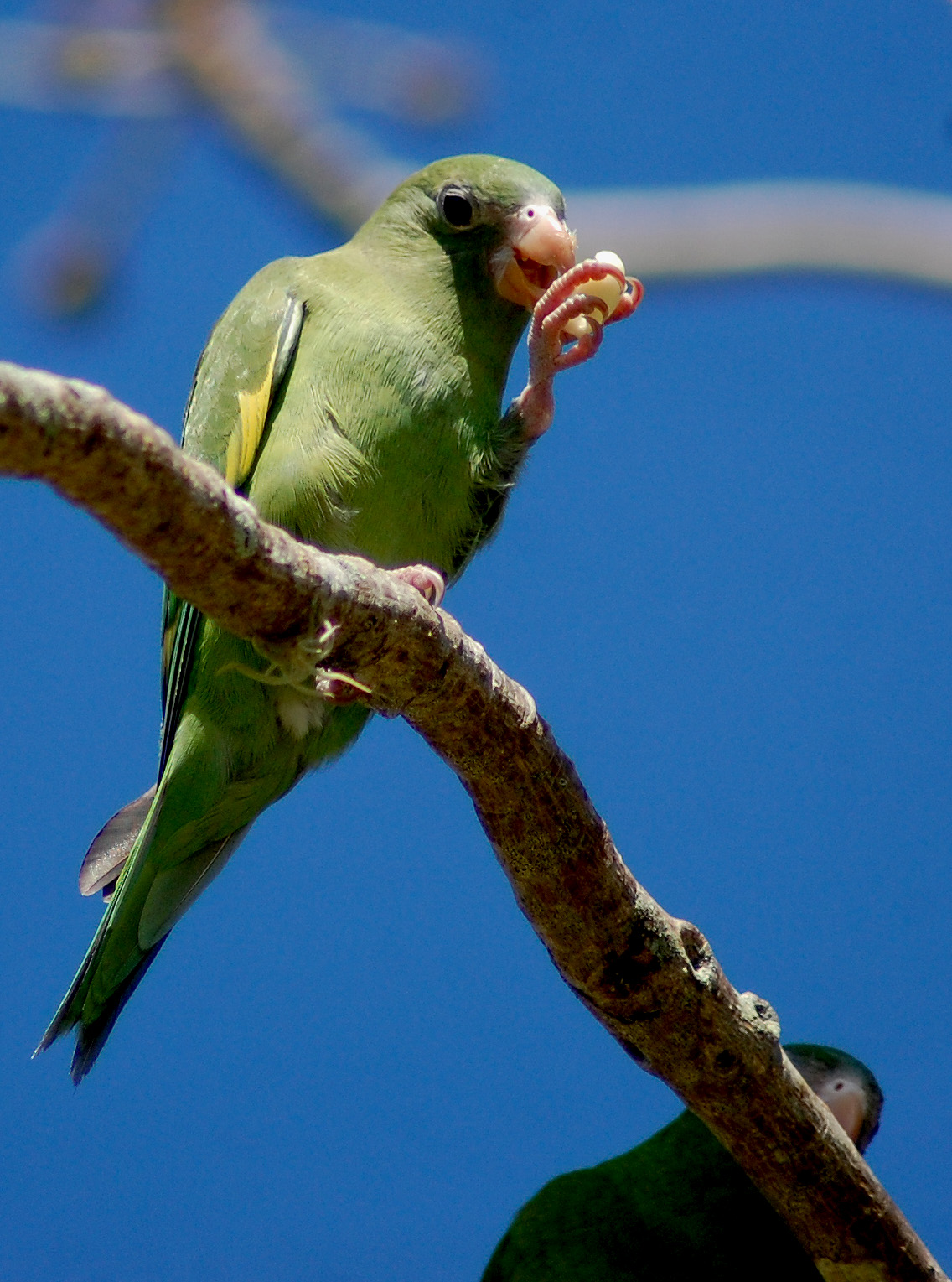 | Periquito Aliblanco