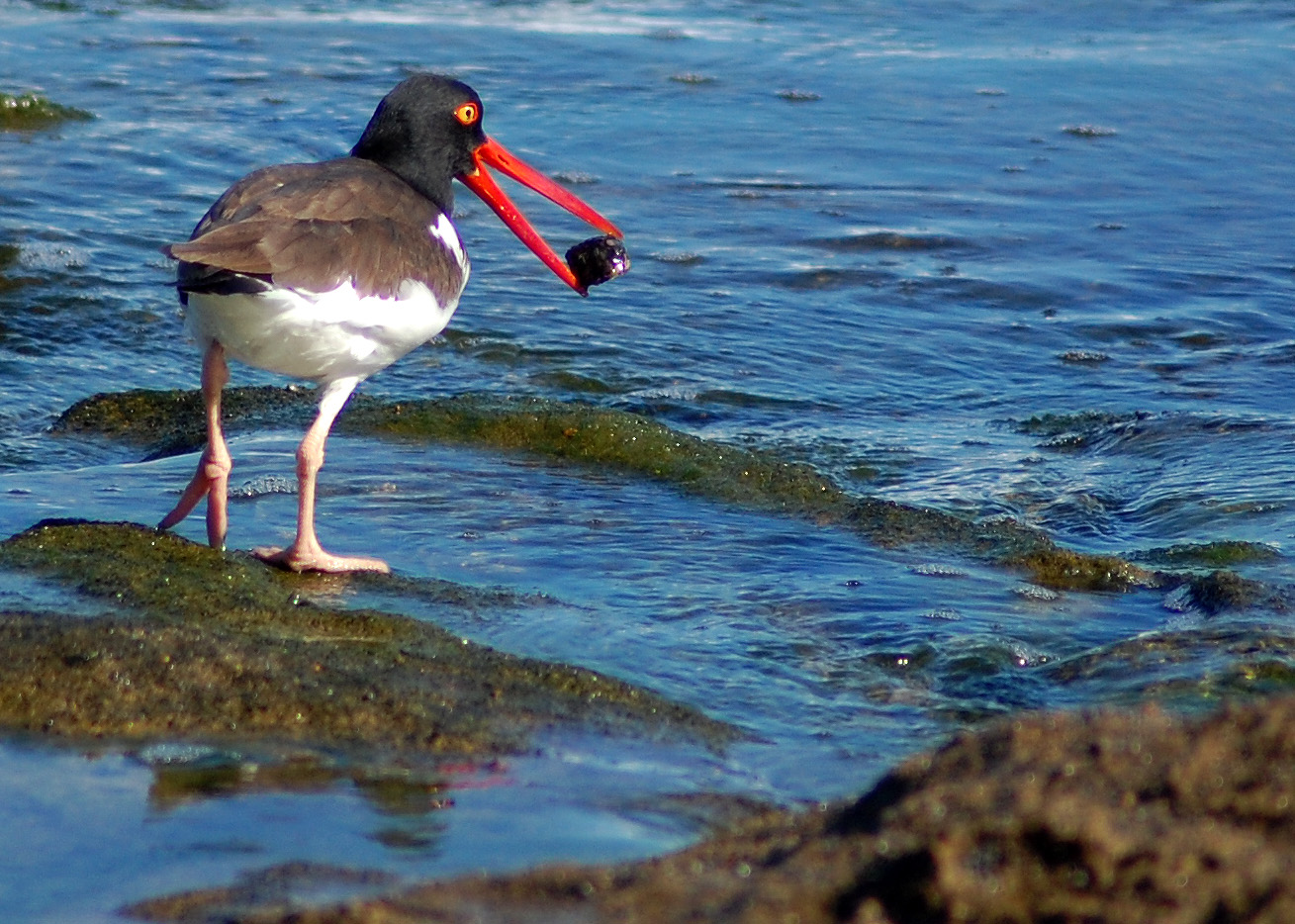 Ostrero Alimentandose | Ostrero