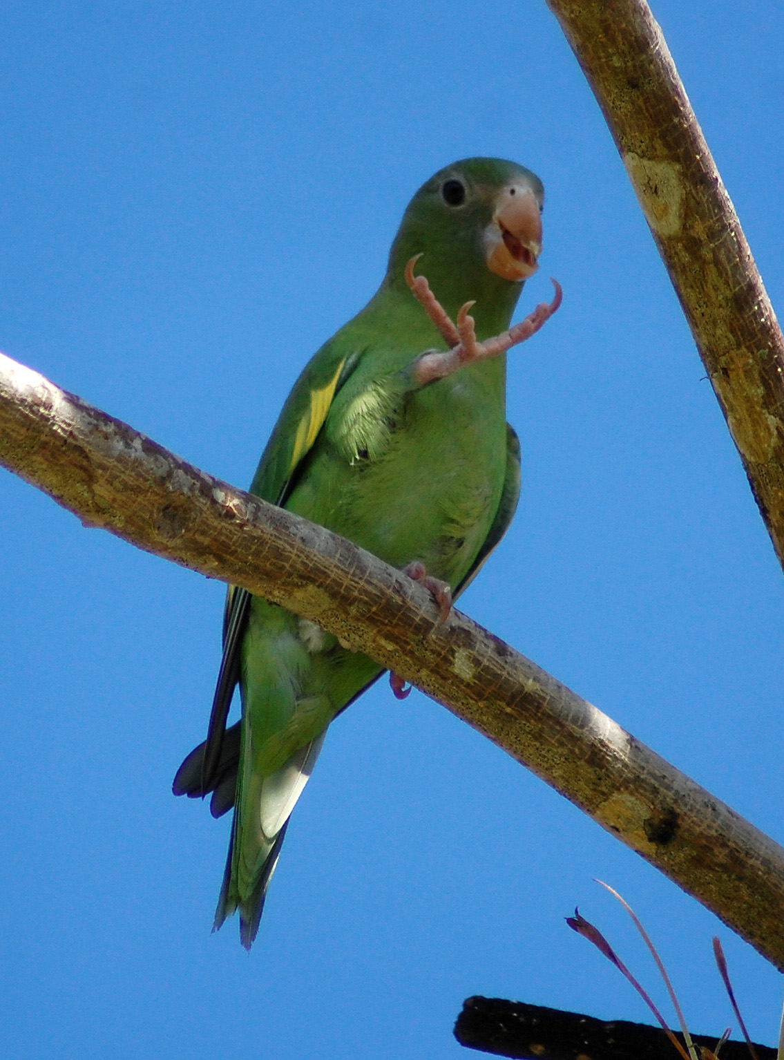 Parque LMR San Juan | Periquito Aliblanco