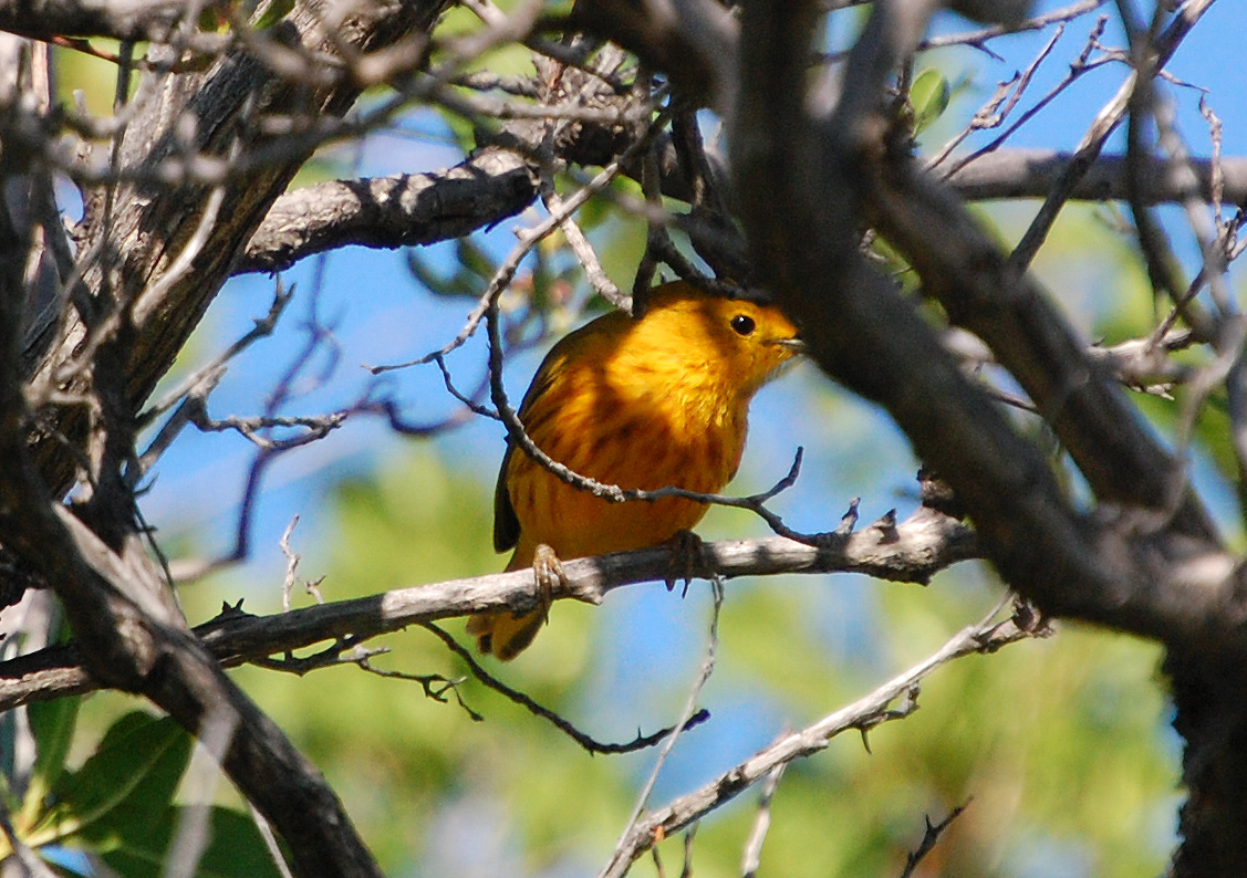Faro de Cabo Rojo | Canario de Mangle