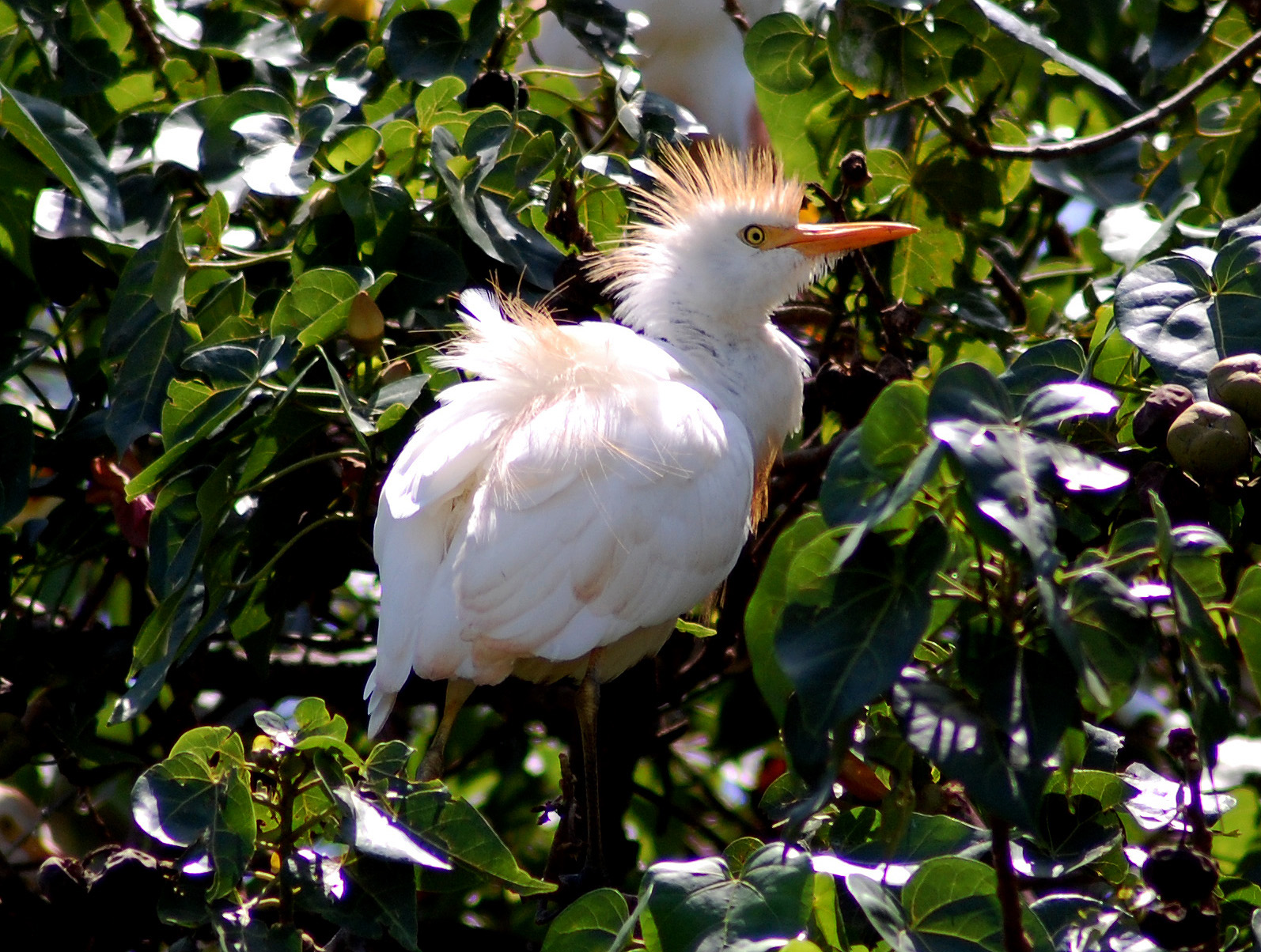 Ganadera con plumaje nupcial | Garza Ganadera