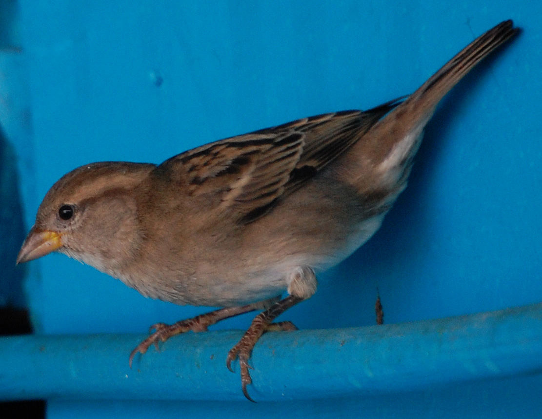 Combate Cabo Rojo | Gorrión Doméstico