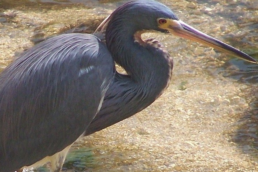 Joyuda, Foto por Erika Maldonado | Garza Pechiblanca