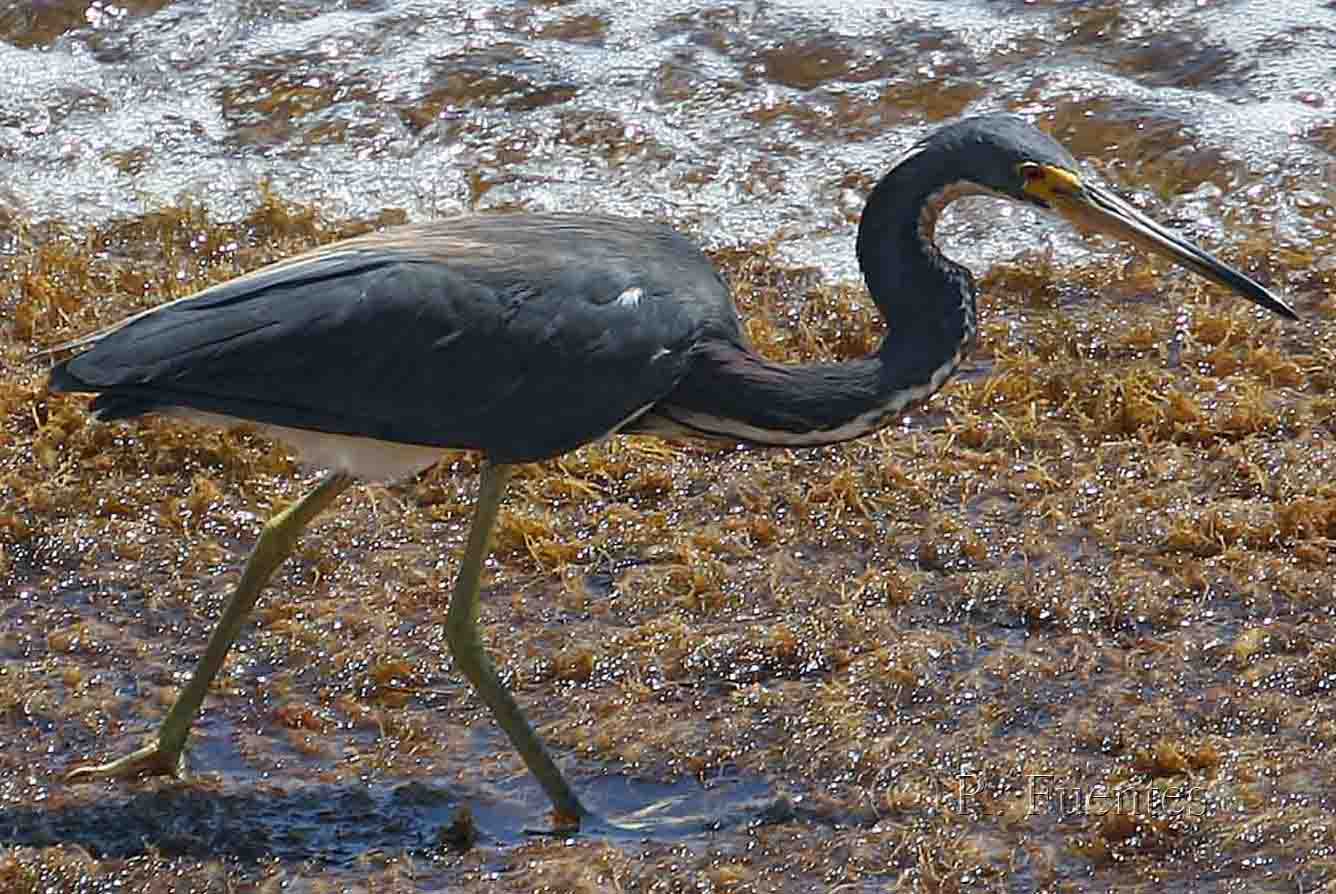 Garza Pechiblanca | Garza Pechiblanca