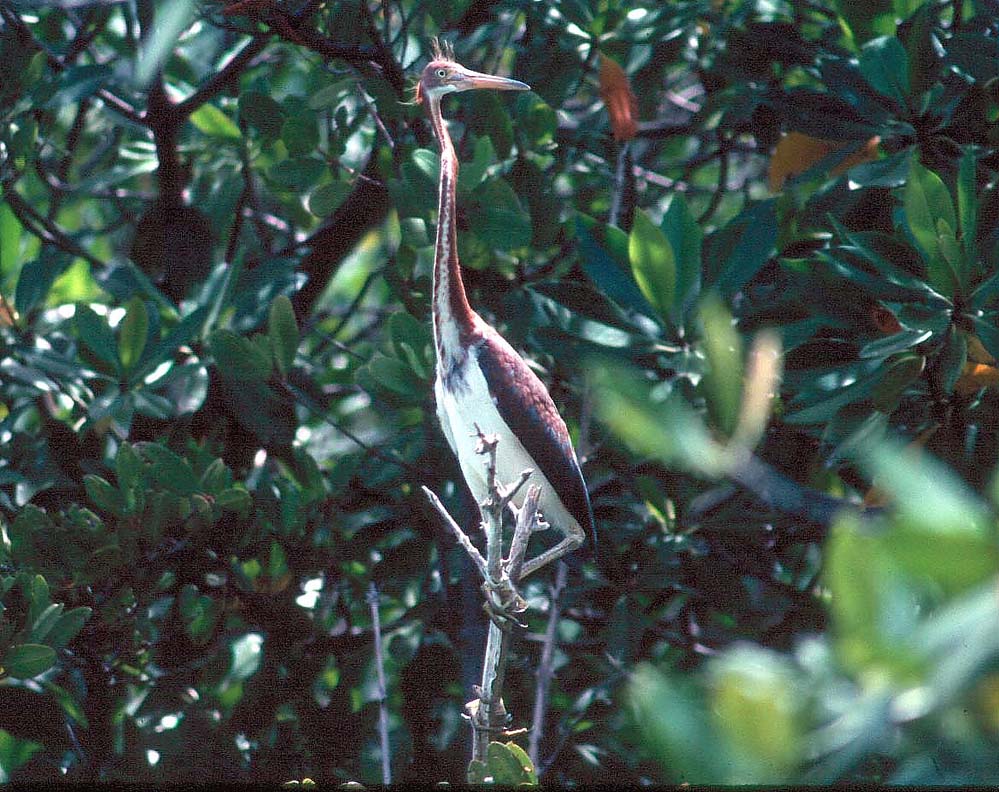 Esta foto tomada de la Garza Rojiza la tomé con mi antigua camara Canon F-1 y un telefoto de | Garza Rojiza