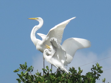 Luis Negrón, Parque Lineal Enrique Martí Coll | Garza Real