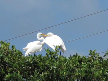 Luis Negrón, Parque Lineal Enrique Martí Coll | Garza Real
