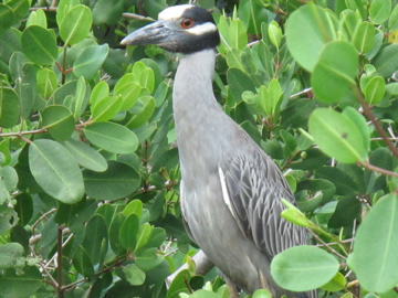 Luis Negrón, Parque Lineal Enrique Martí Coll | Yaboa Común