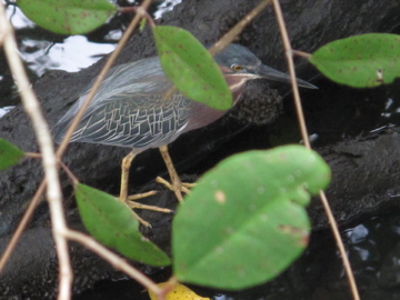 Luis Negrón, Parque Lineal Enrique Martí Coll | Martinete