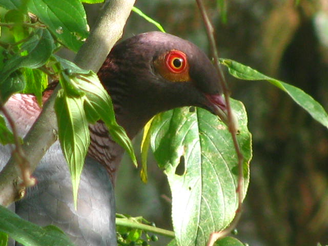 Paloma Turca vista en Morovis PR | Paloma Turca