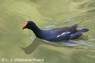 Gallareta común en el Jardín Botánico de Río Piedras | Gallareta Común