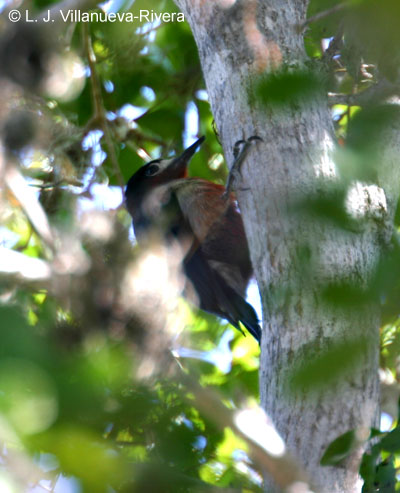 Carpintero en el Bosque Seco de Guánica | Carpintero de Puerto Rico