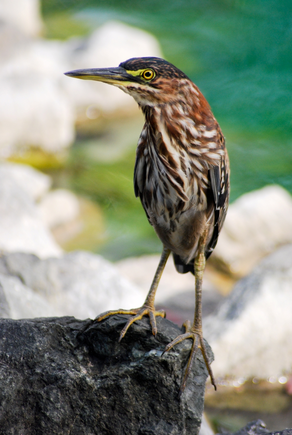 Martinete, Parque de los Niños, Bayamón | Martinete