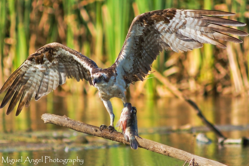 Aguila pescadora luego de pescar | Águila Pescadora
