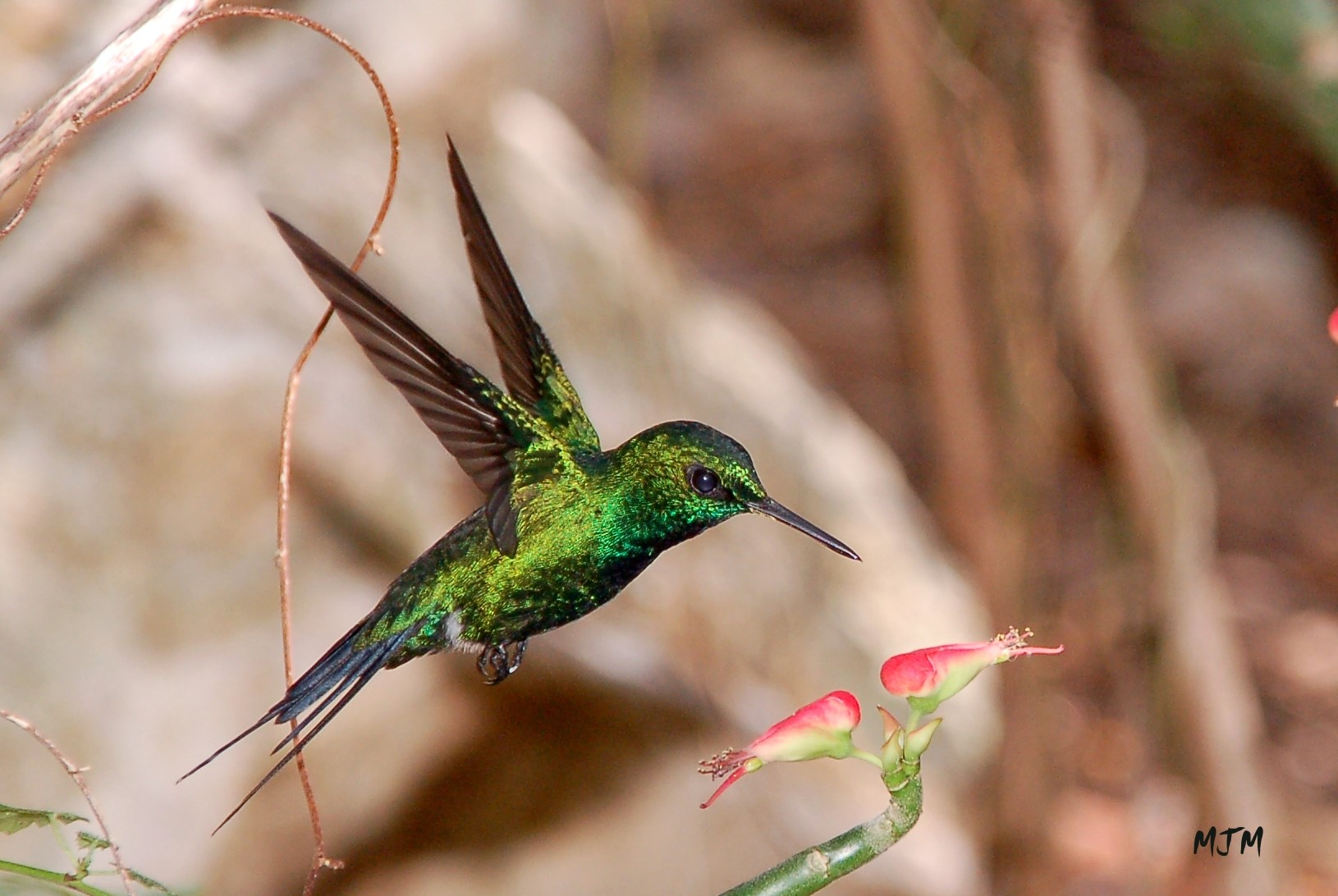 Guanica State Forest Jan. 14, 2006 | Zumbadorcito de Puerto Rico