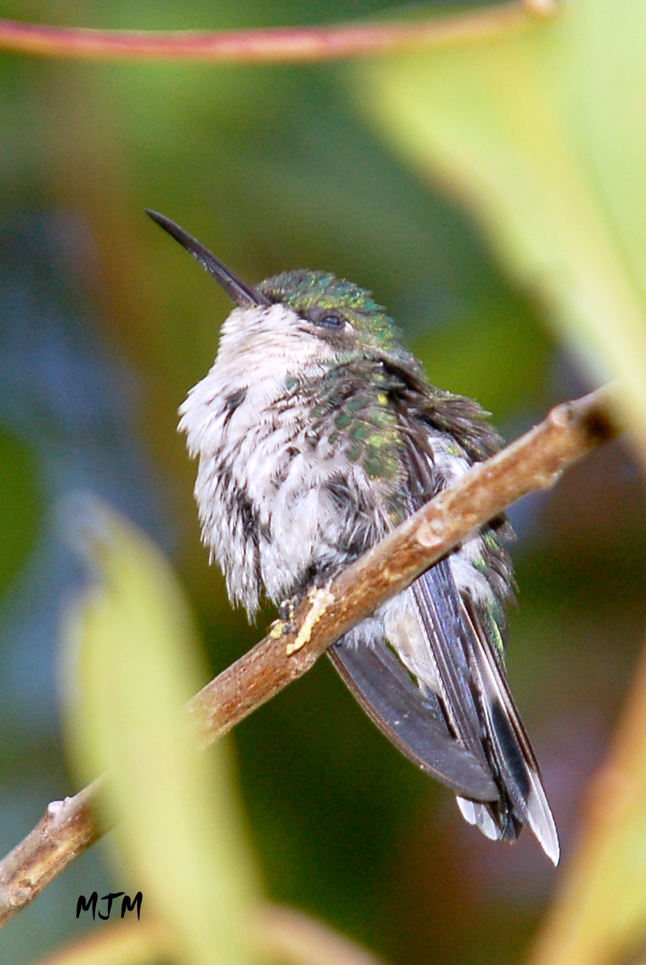 Maricao State forest March 11, 2006 (female) | Zumbadorcito de Puerto Rico