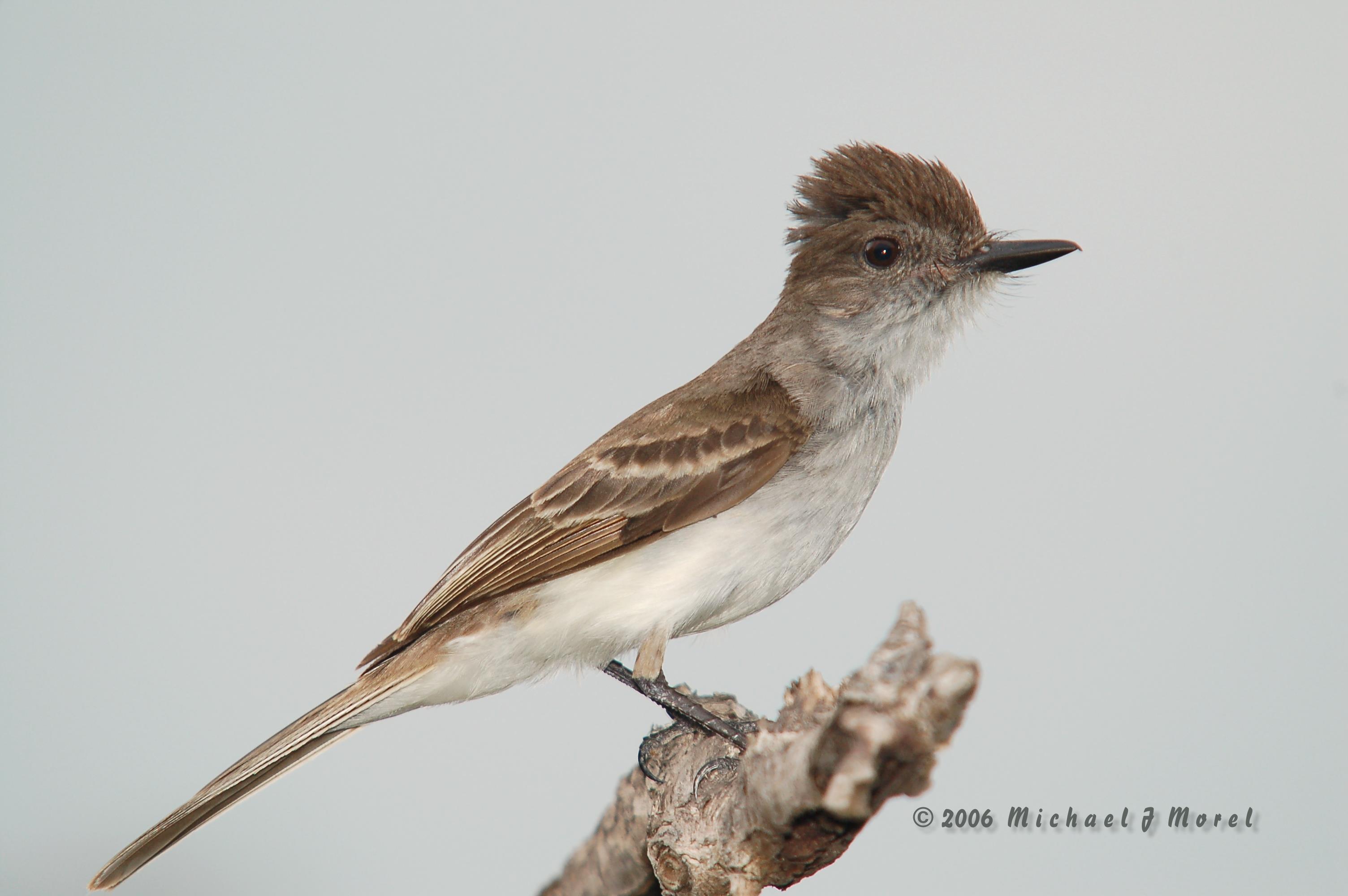 Puerto Real, Cabo Rojo May 29, 2006 | Juí